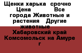Щенки харька! срочно. › Цена ­ 5 000 - Все города Животные и растения » Другие животные   . Хабаровский край,Комсомольск-на-Амуре г.